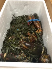 Live Maine Lobster photo review