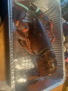 Live Maine Lobster photo review