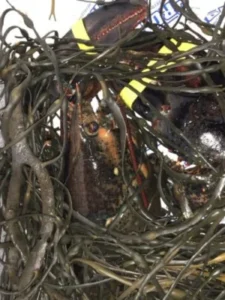 Live Maine Lobster photo review